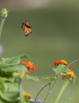 Monarch 7948